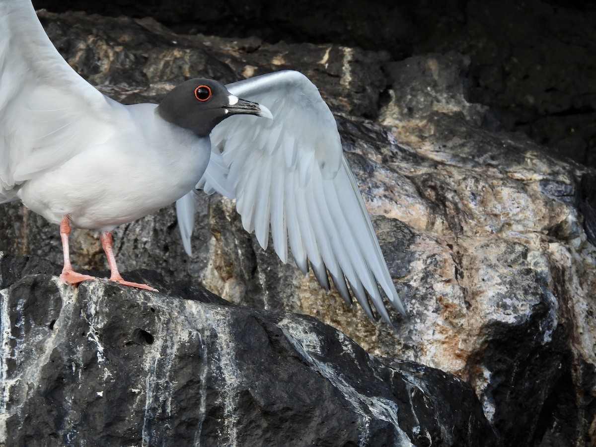 Swallow-tailed Gull - ML606221671