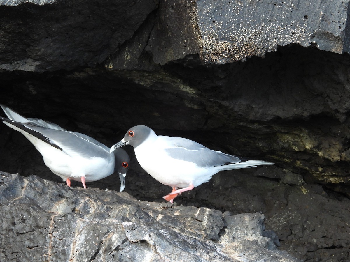 Swallow-tailed Gull - ML606221681