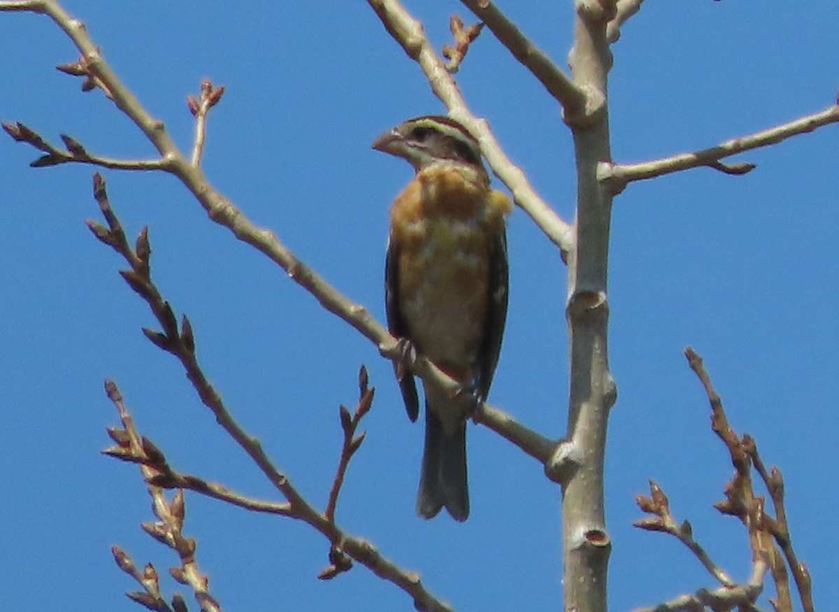 Black-headed Grosbeak - Richard Petersen