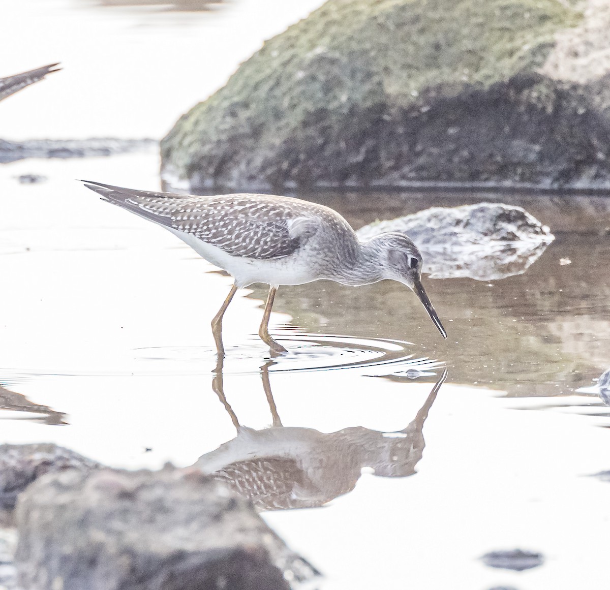 Lesser Yellowlegs - ML606222191