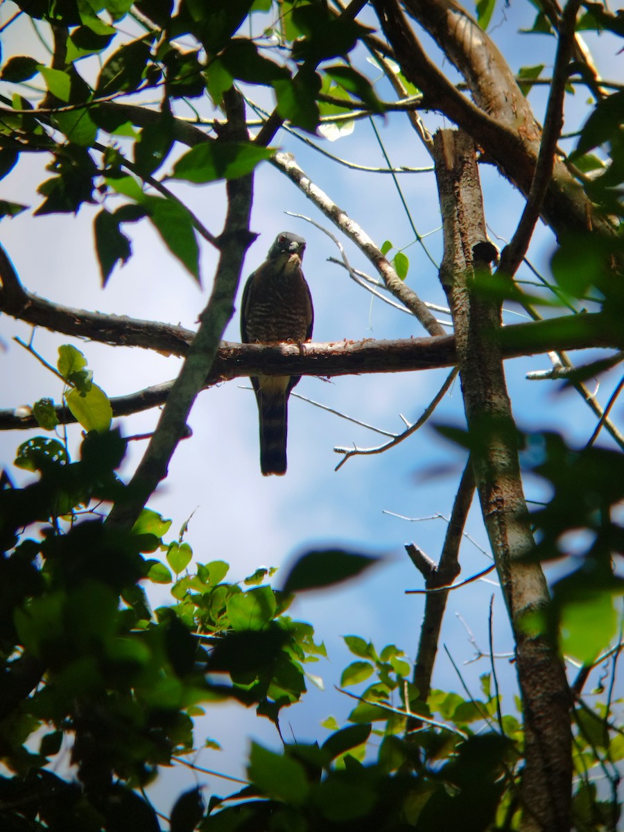 Double-toothed Kite - ML606222501