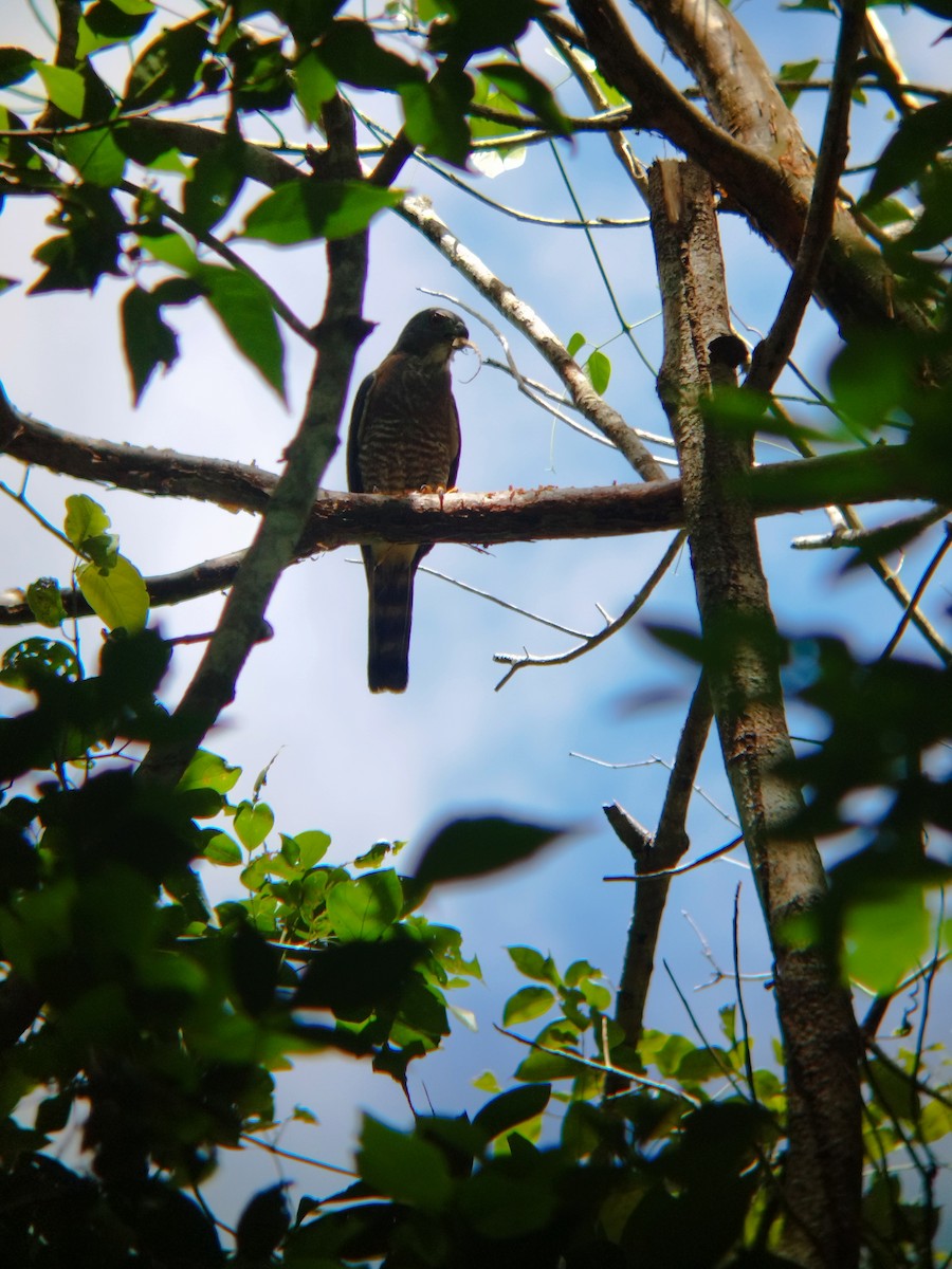 Double-toothed Kite - ML606222511