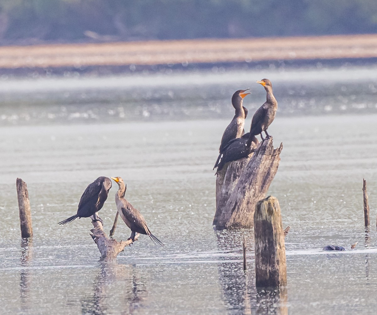 Double-crested Cormorant - ML606222811