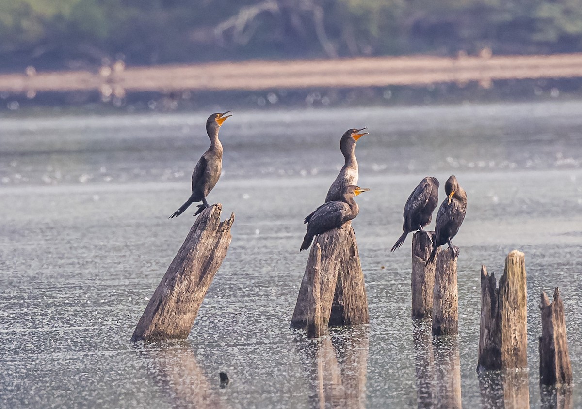 Double-crested Cormorant - Mike Murphy