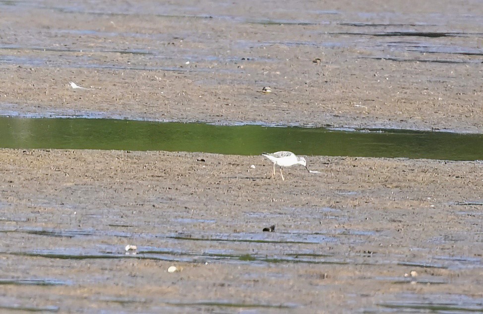 Wilson's Phalarope - ML606226501