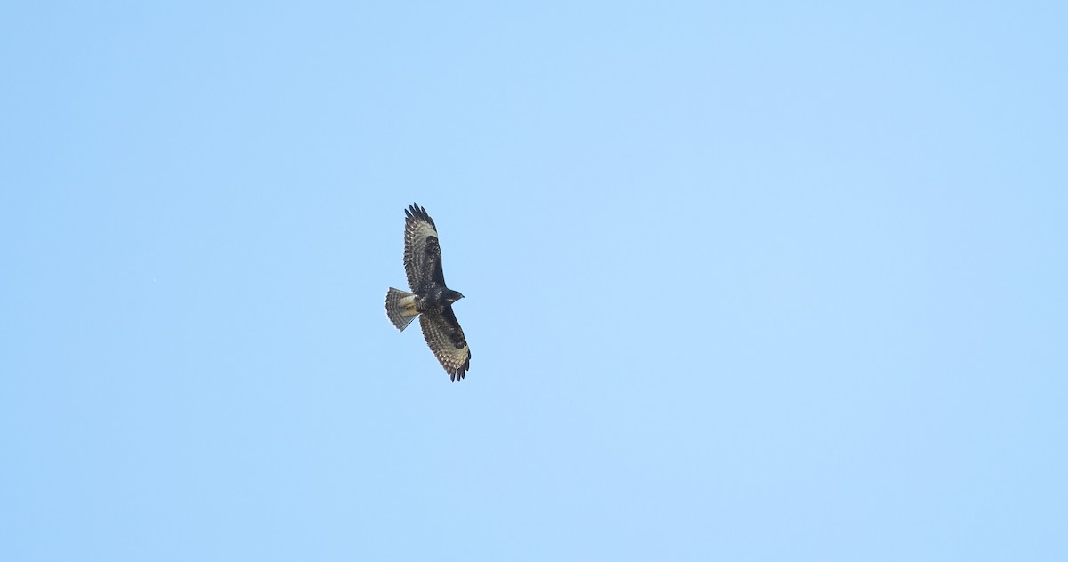 Common Buzzard (Western) - ML606227111