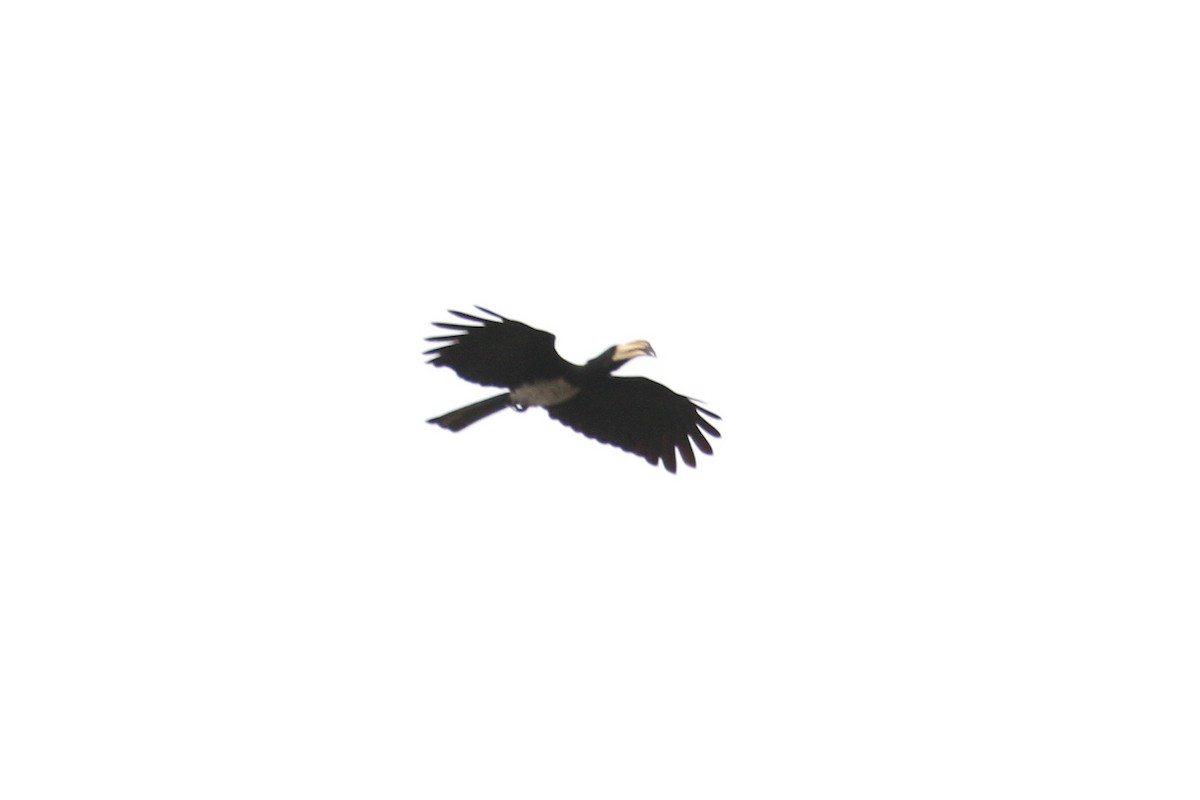 West African Pied Hornbill - ML606227411