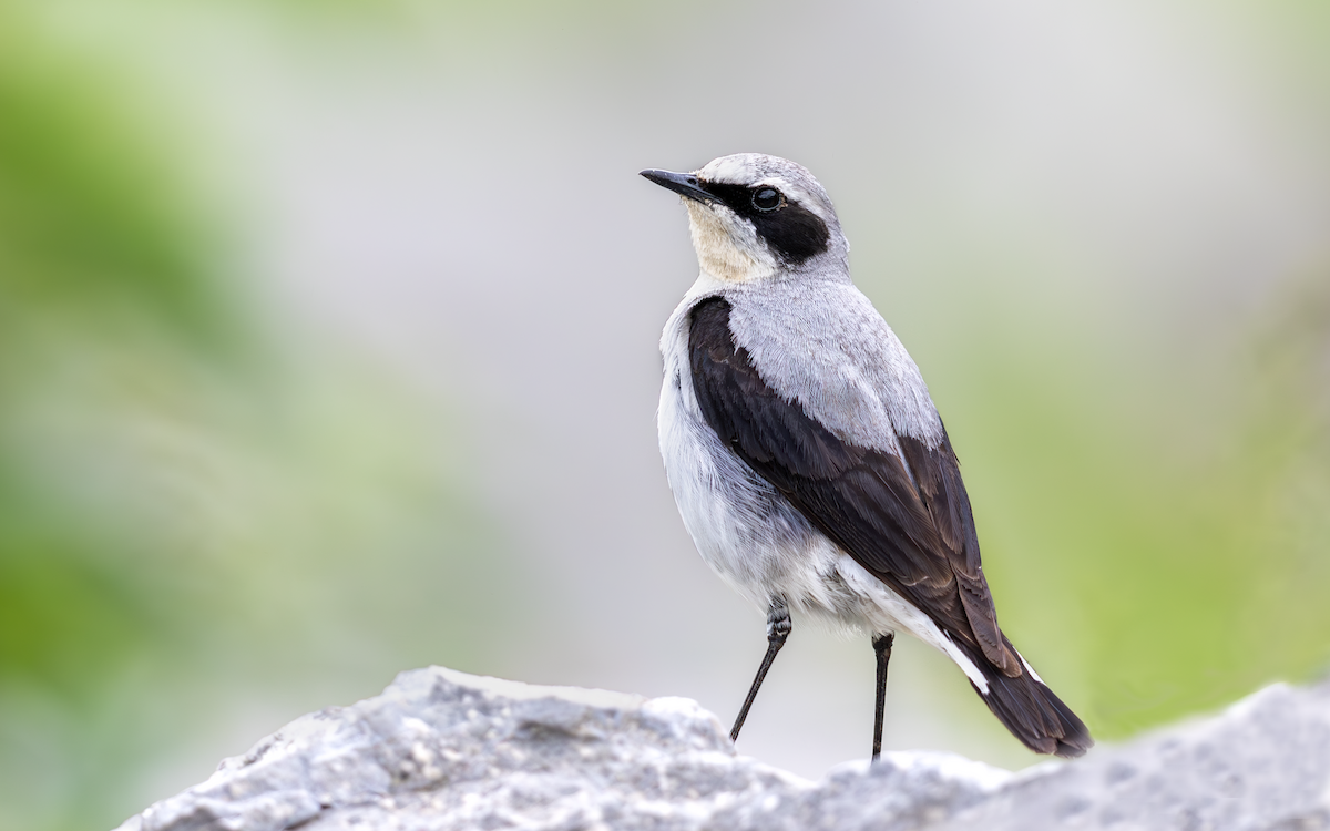 Northern Wheatear - Wojciech Janecki