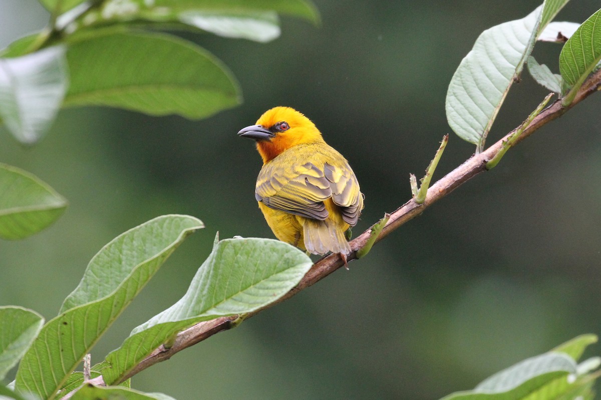 Orange Weaver - ML606227731