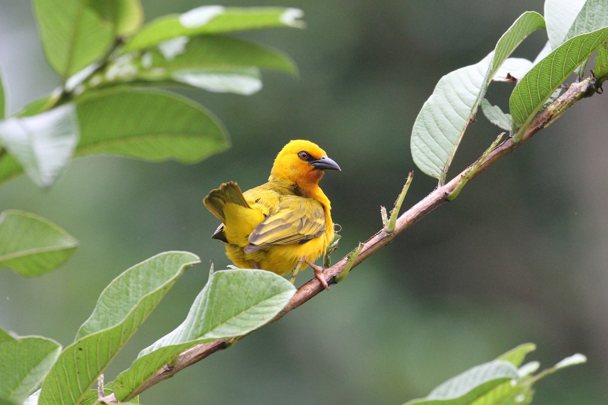 Orange Weaver - ML606227741