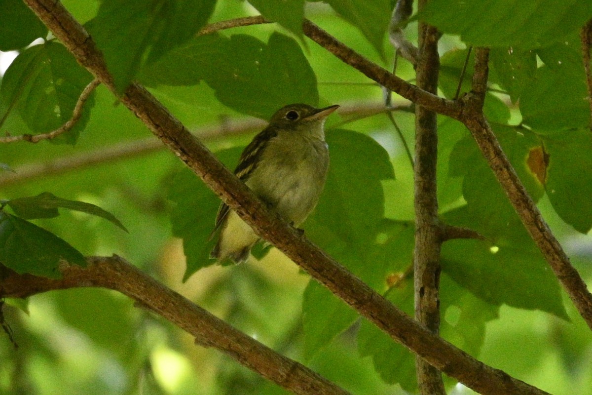 Acadian Flycatcher - ML606228241