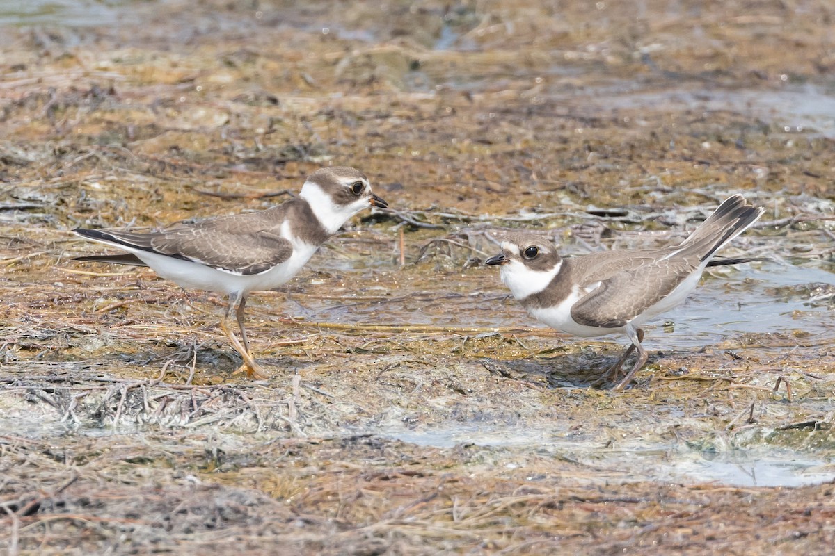 Semipalmated Plover - Jeff Lewis