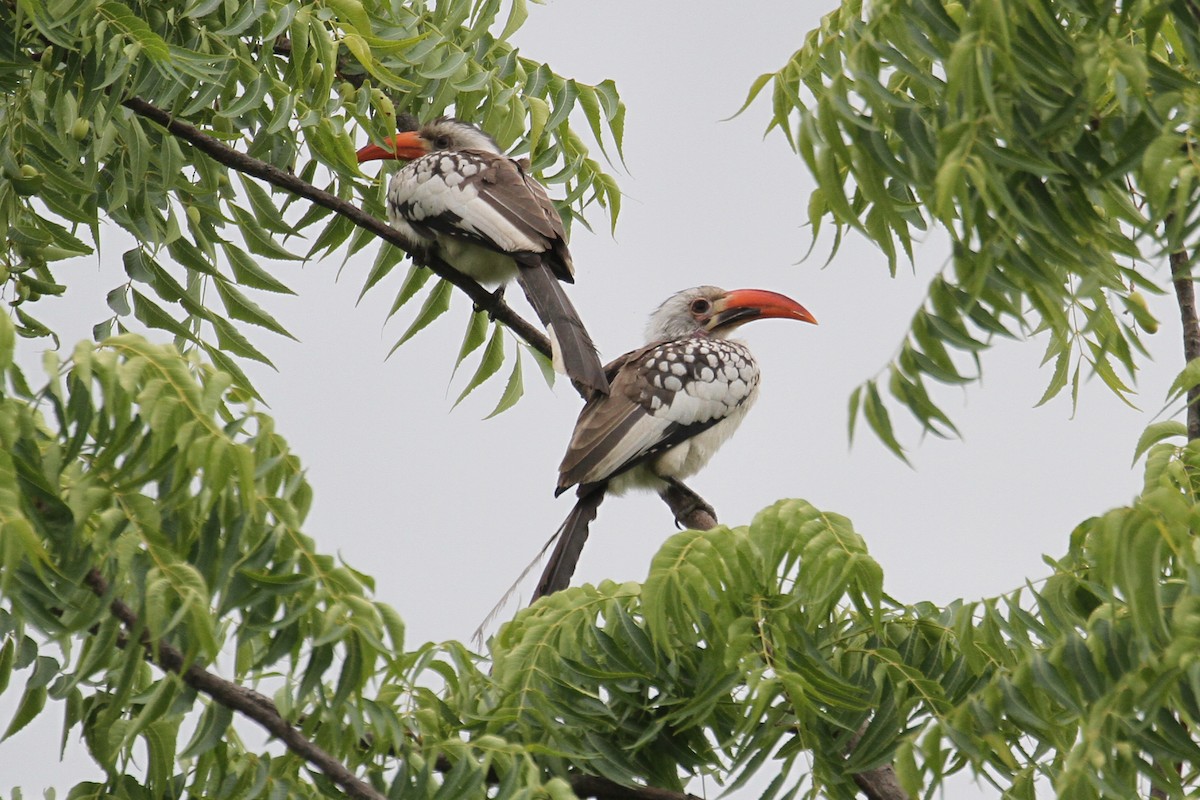 Northern Red-billed Hornbill - ML606228571