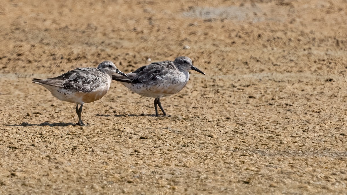 Red Knot - ML606229671