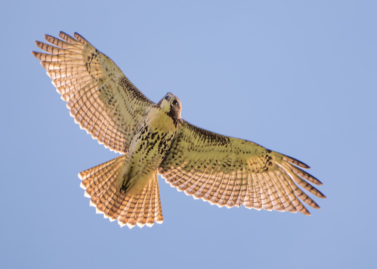 Red-tailed Hawk - ML606230471