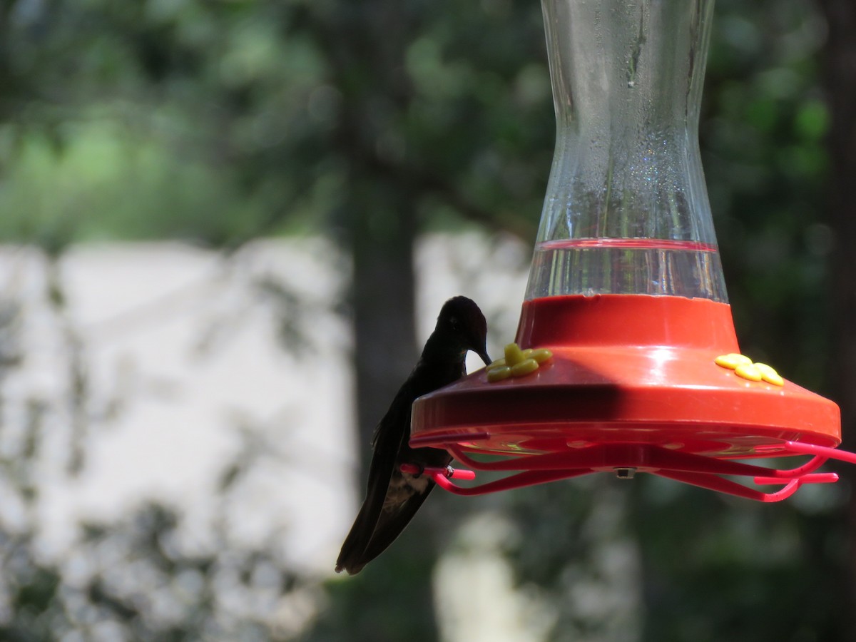 kolibřík skvostný - ML606230721