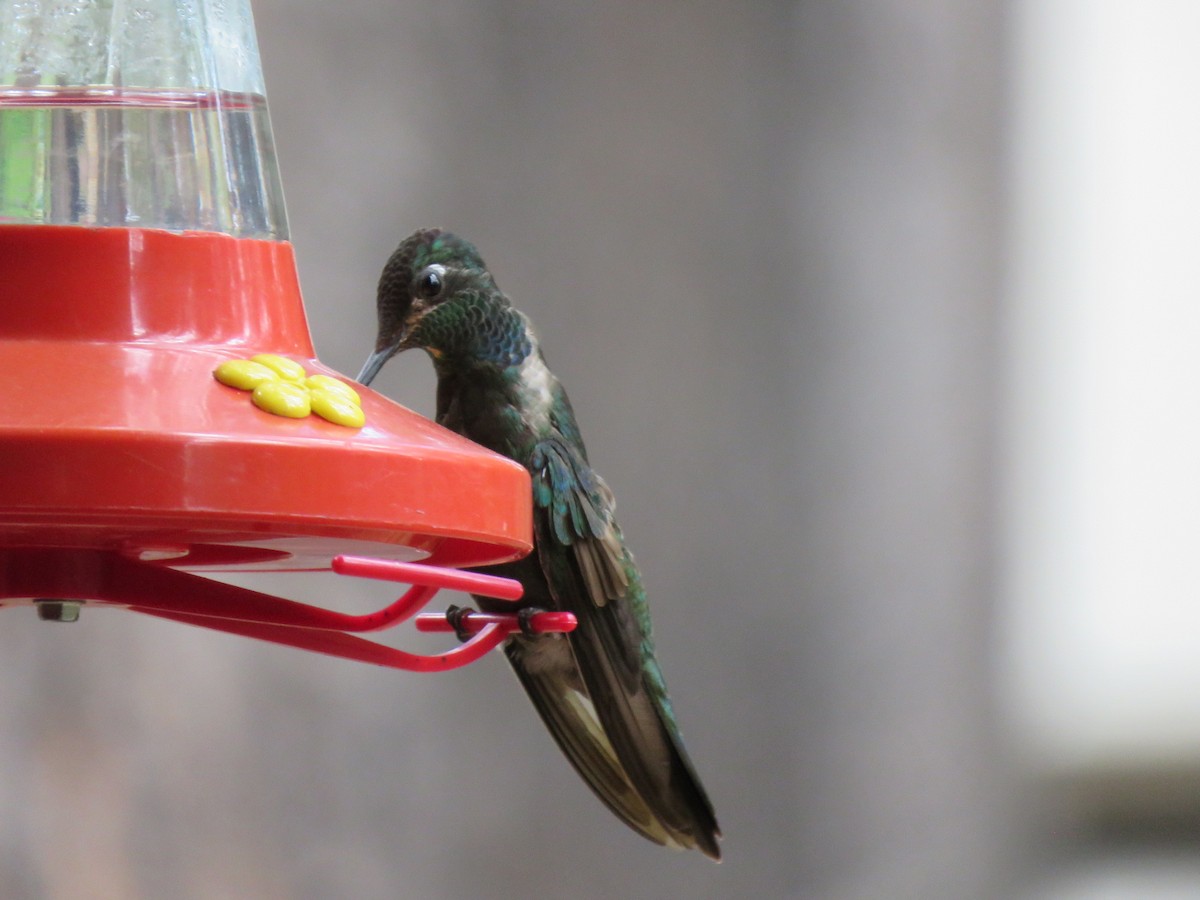 Colibrí Magnífico - ML606230841