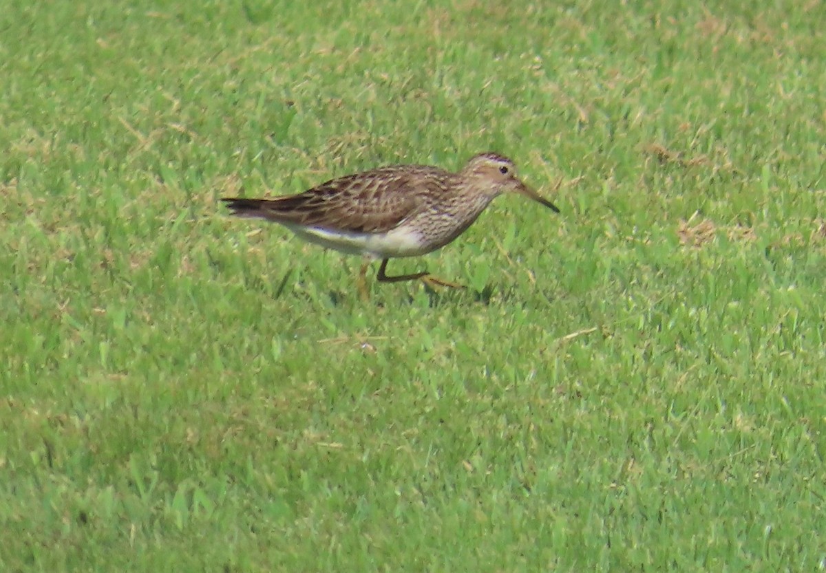 Pectoral Sandpiper - ML606231231