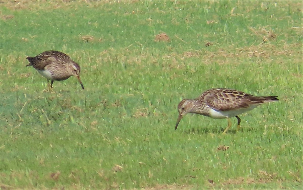 Pectoral Sandpiper - ML606231391