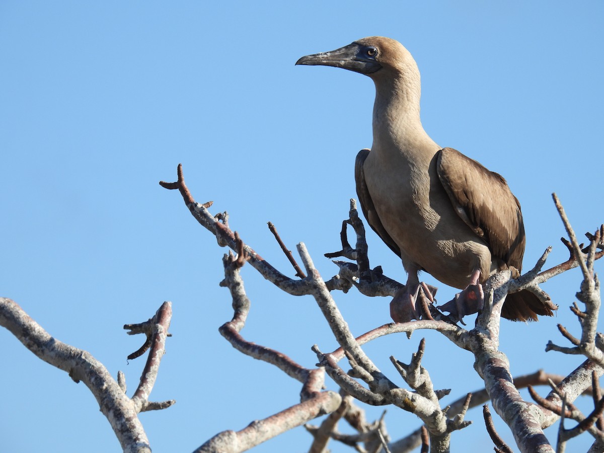 Red-footed Booby - ML606231521