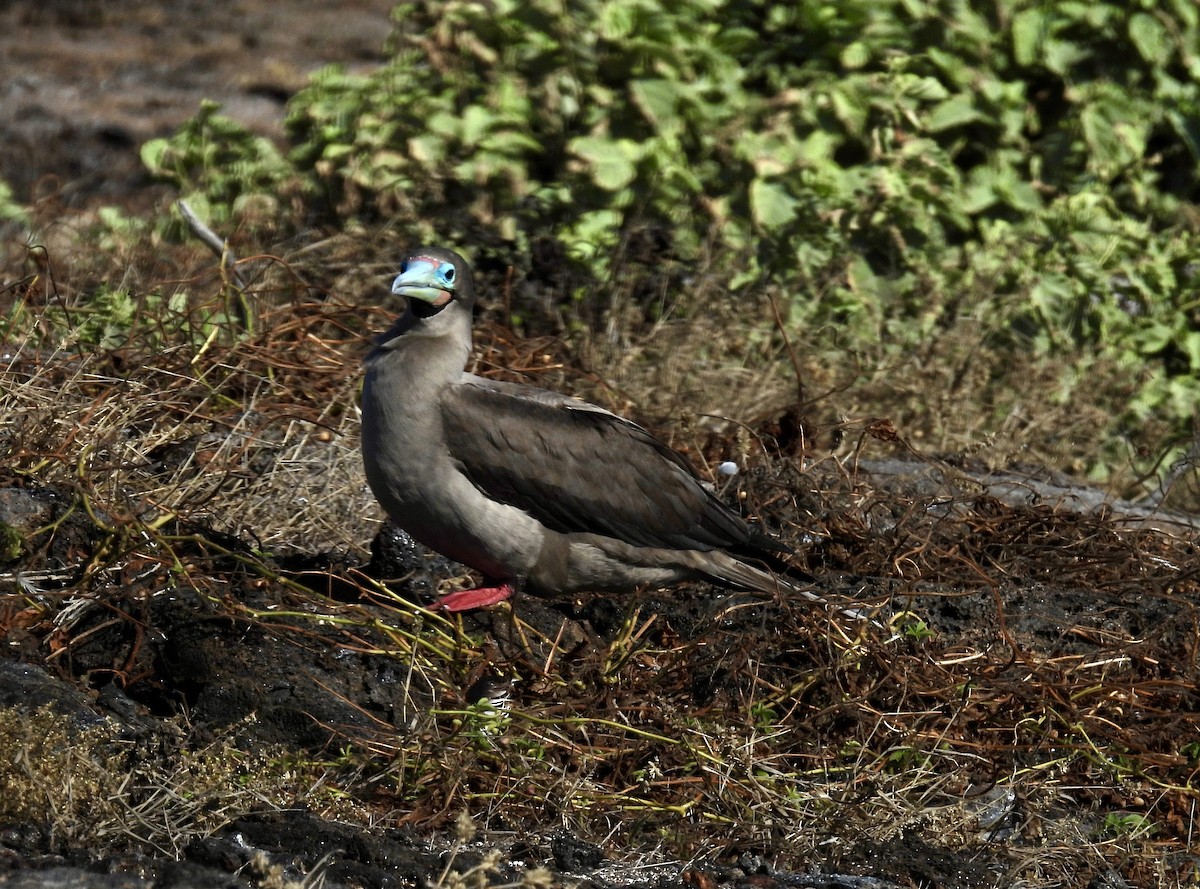 Red-footed Booby - ML606231531