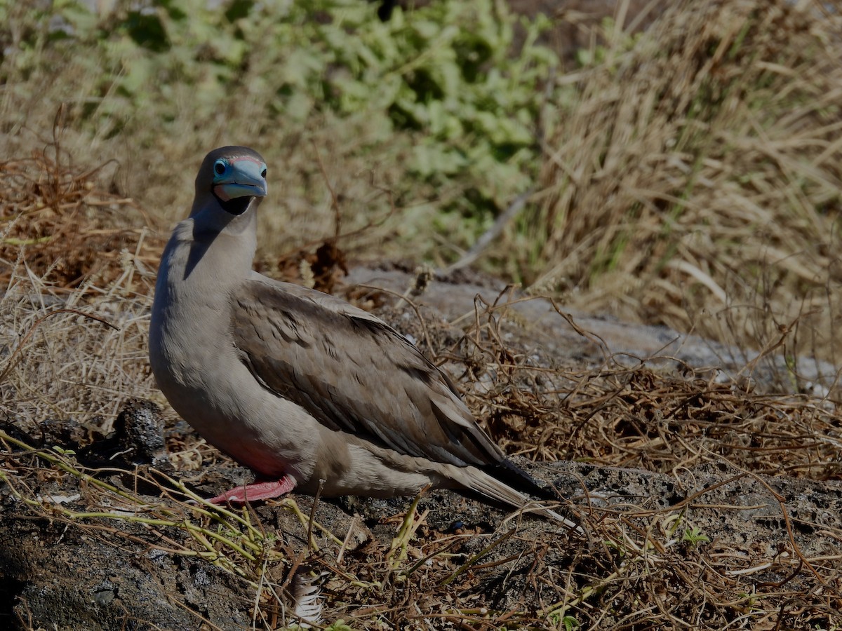 Red-footed Booby - ML606231541