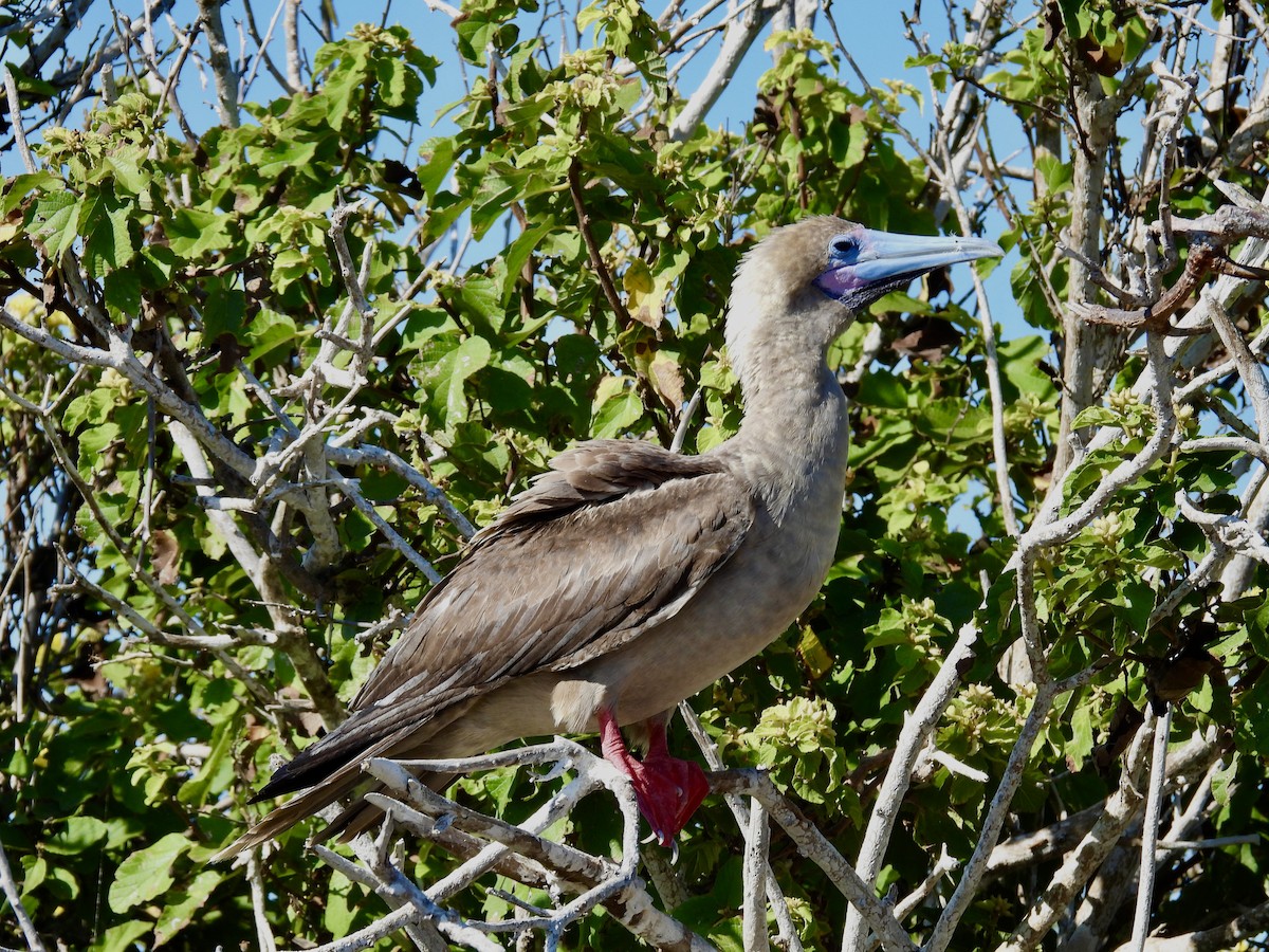 Red-footed Booby - ML606231551
