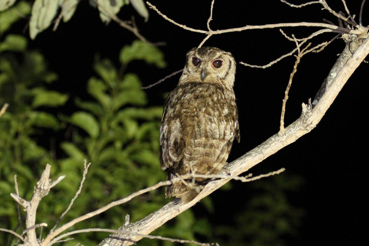 Grayish Eagle-Owl - ML606231661