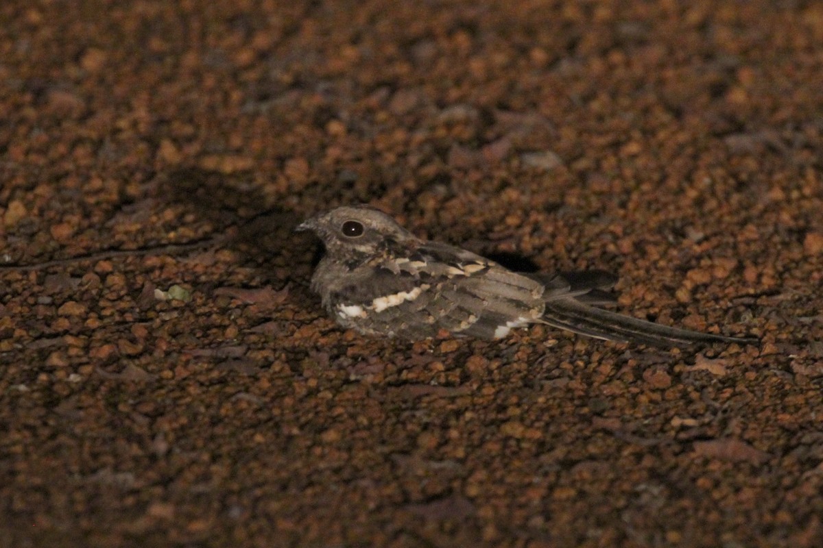 Long-tailed Nightjar - Oscar Campbell