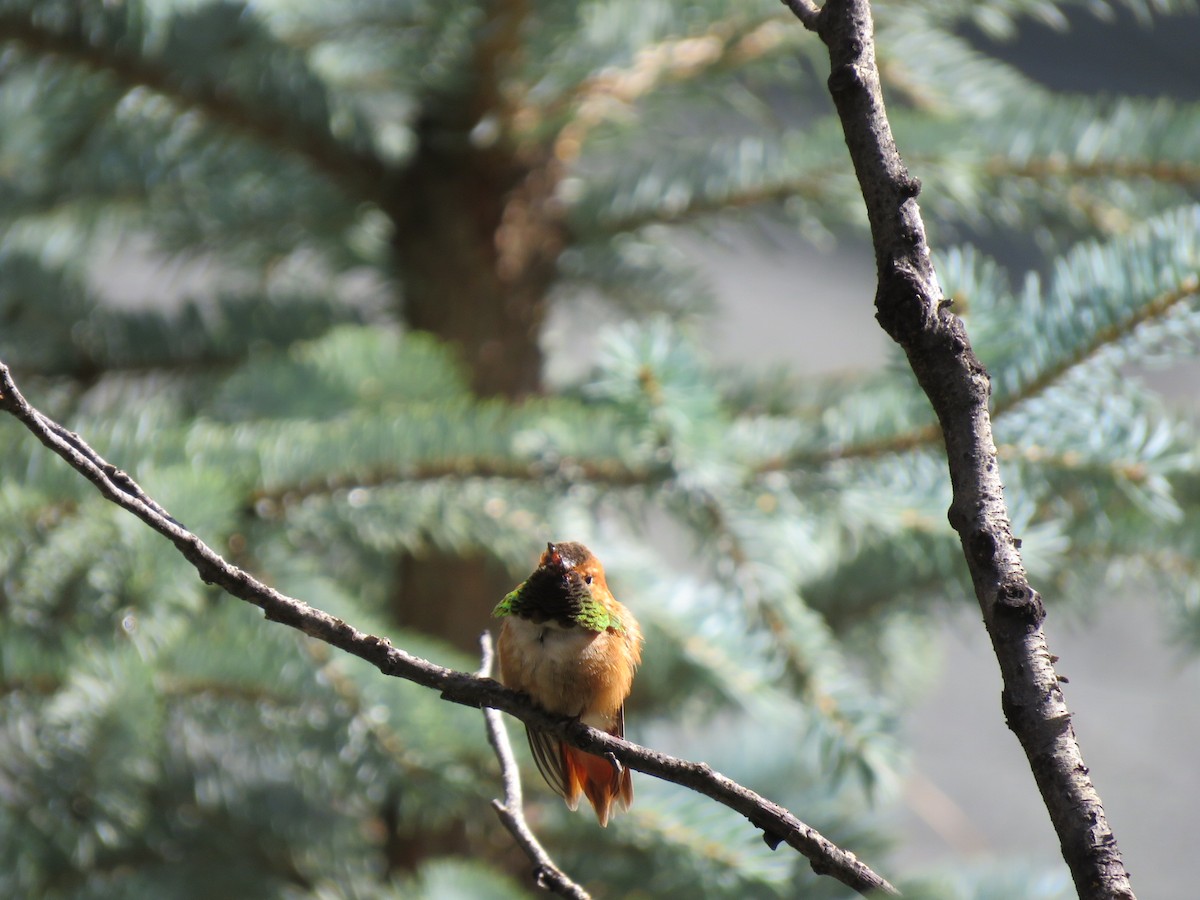 kalypta rezavolesklá - ML606231801