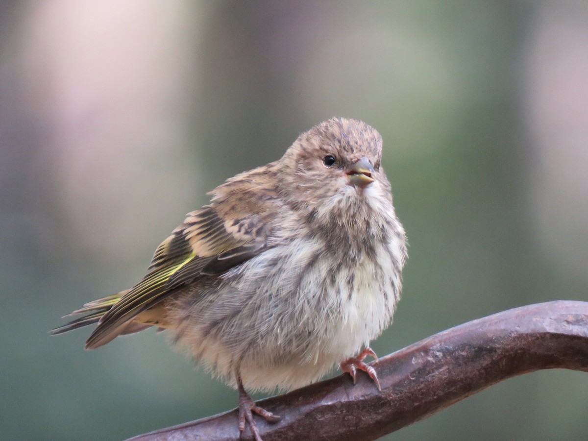 čížek severoamerický - ML606231881