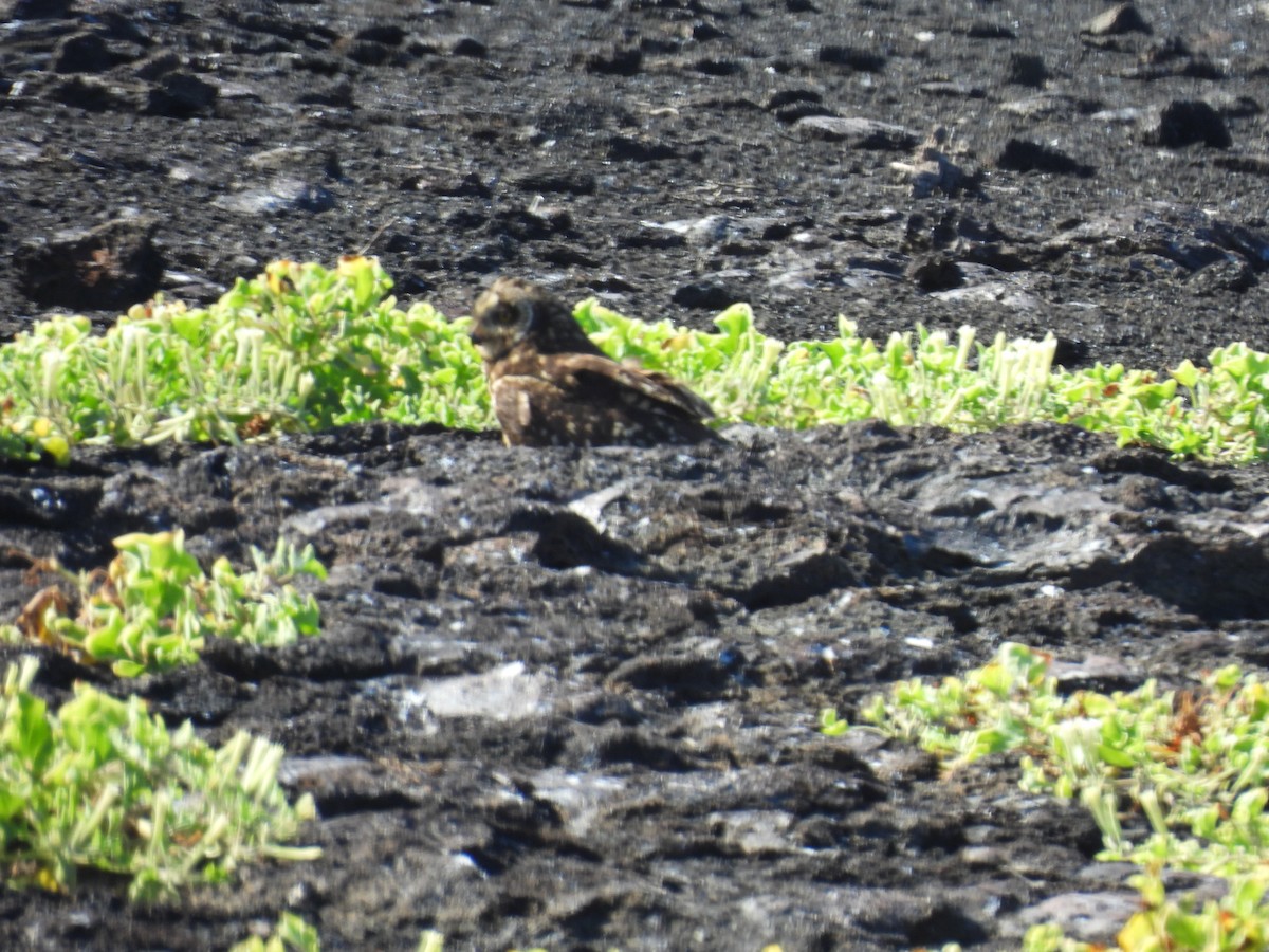 Búho Campestre (Galápagos) - ML606231891