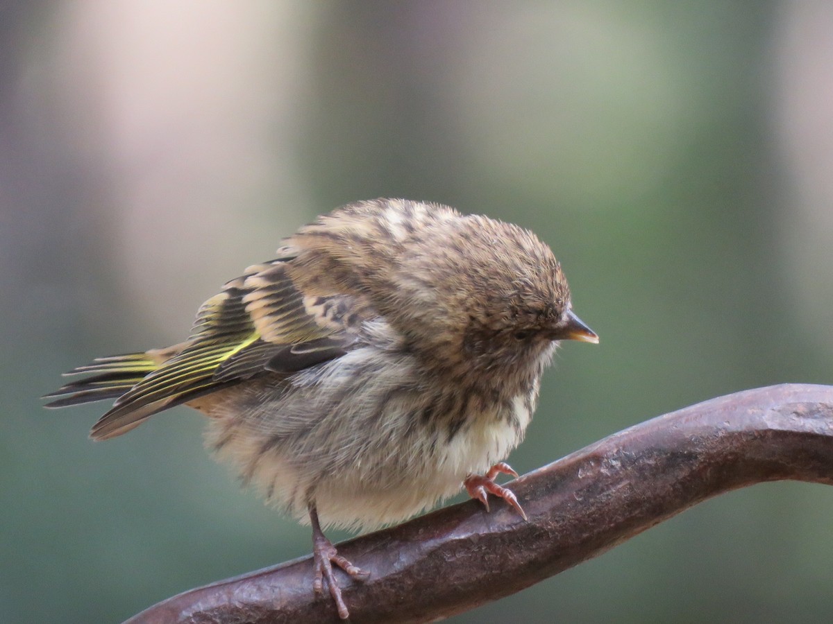 čížek severoamerický - ML606231921