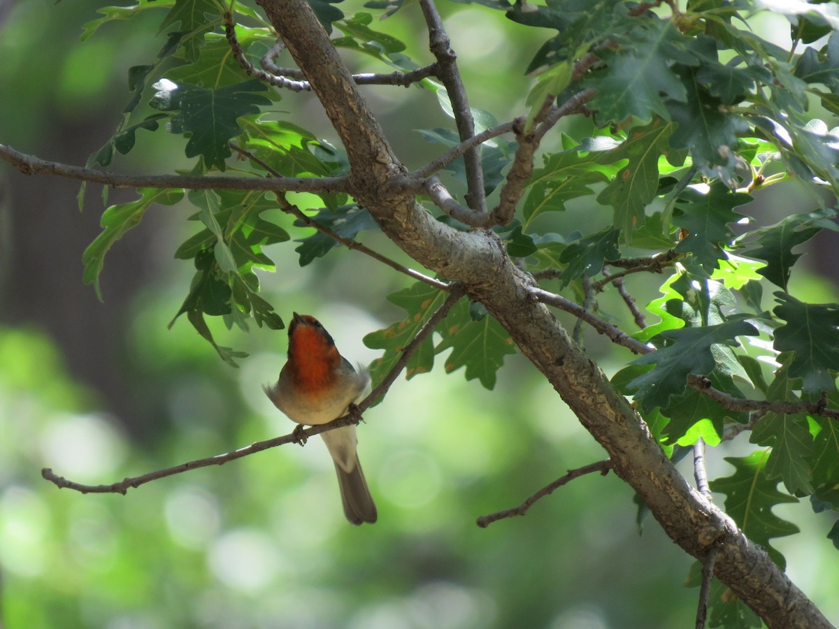 Red-faced Warbler - ML606232121