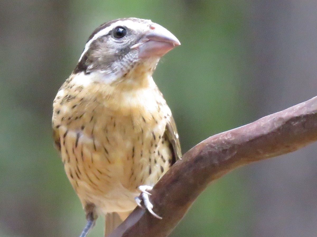 Black-headed Grosbeak - ML606232251