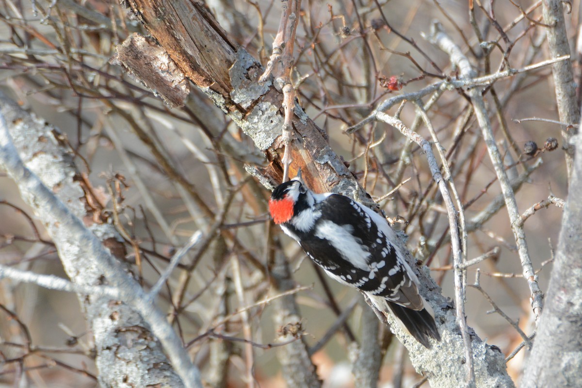 Downy Woodpecker - ML60623301