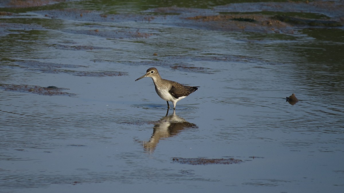 Solitary Sandpiper - ML606233021