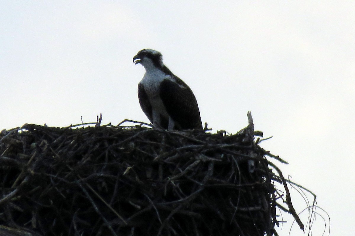 Osprey - Bruce Deuel