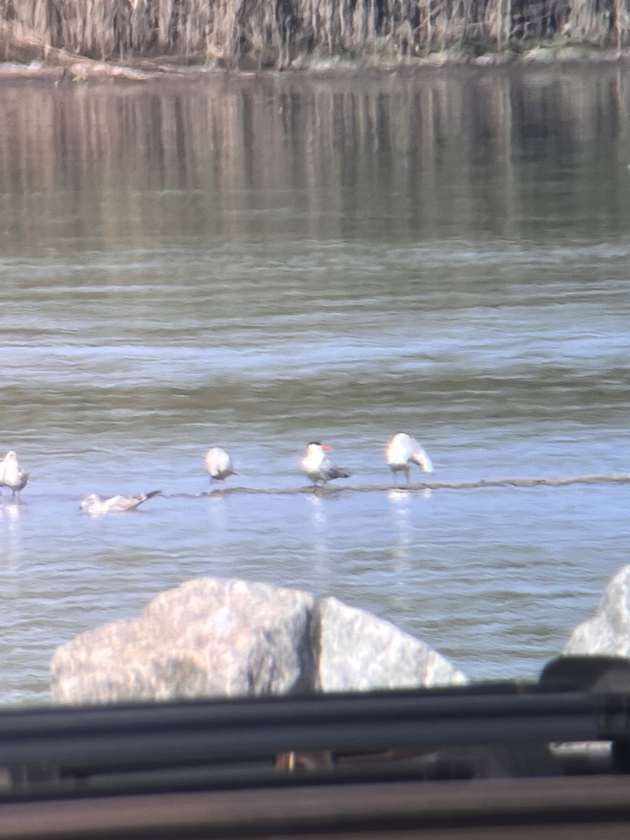 Caspian Tern - ML606233411