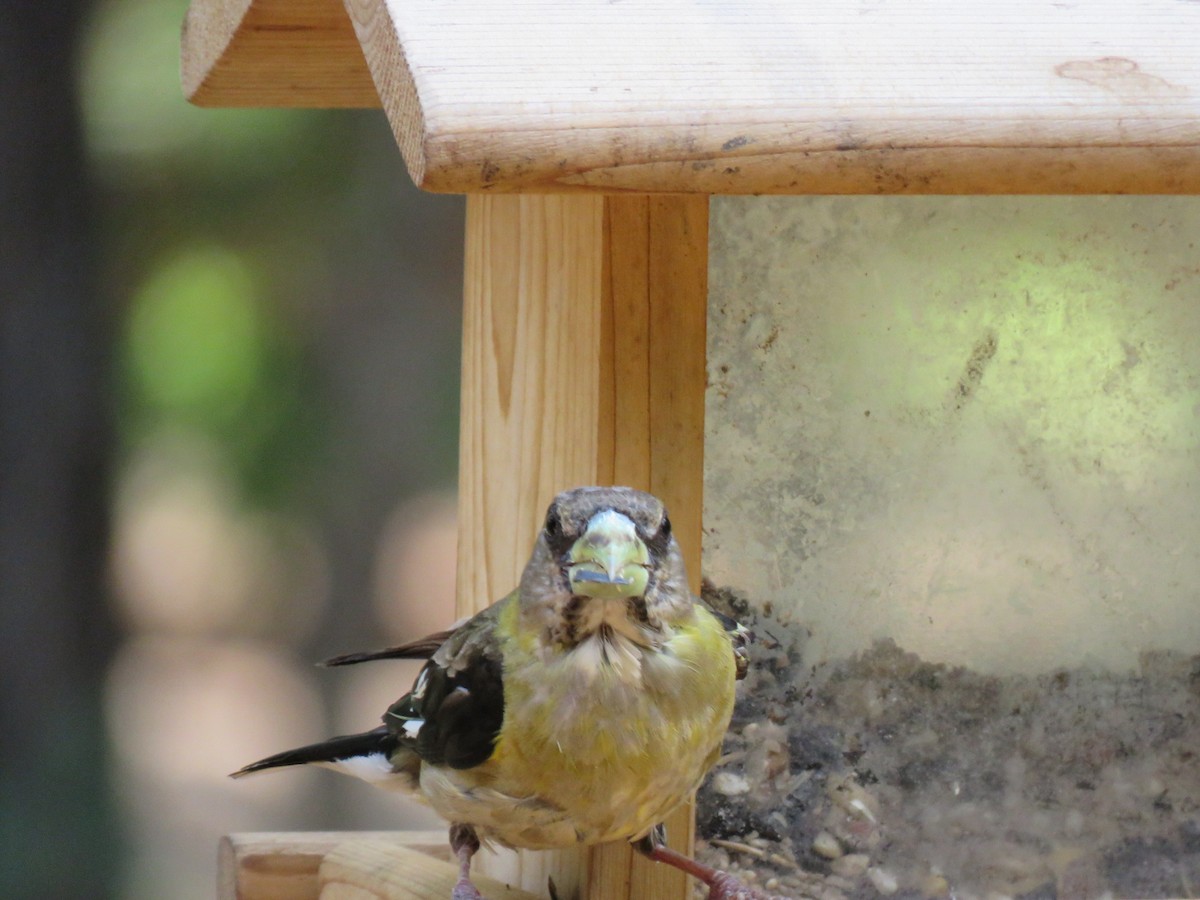 dlask žlutočelý - ML606234081