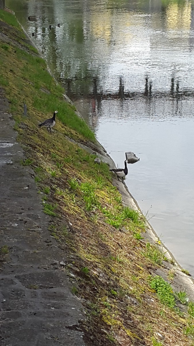 Barnacle Goose - Liliana Chavarria Duriaux