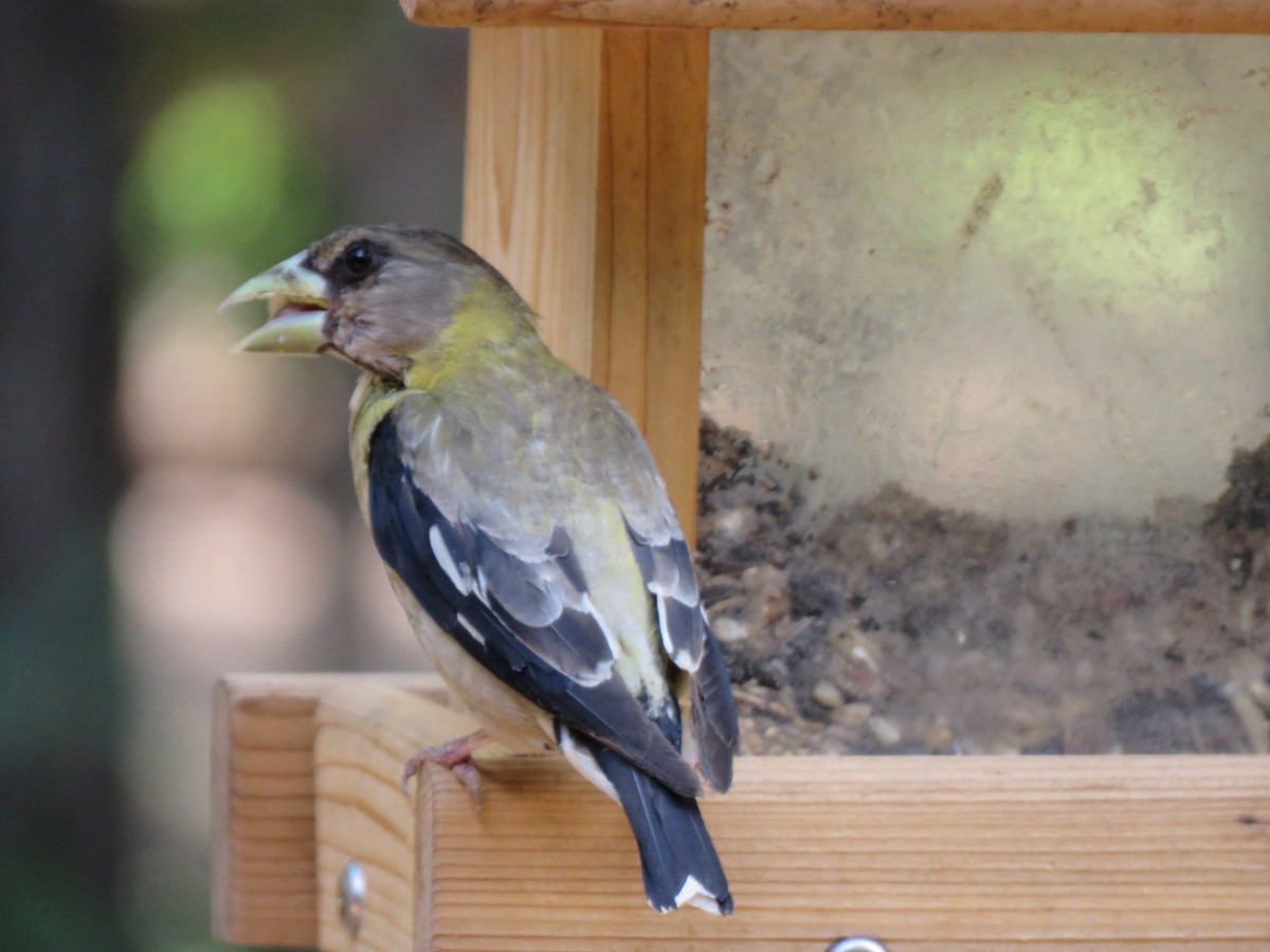 Evening Grosbeak - ML606234481