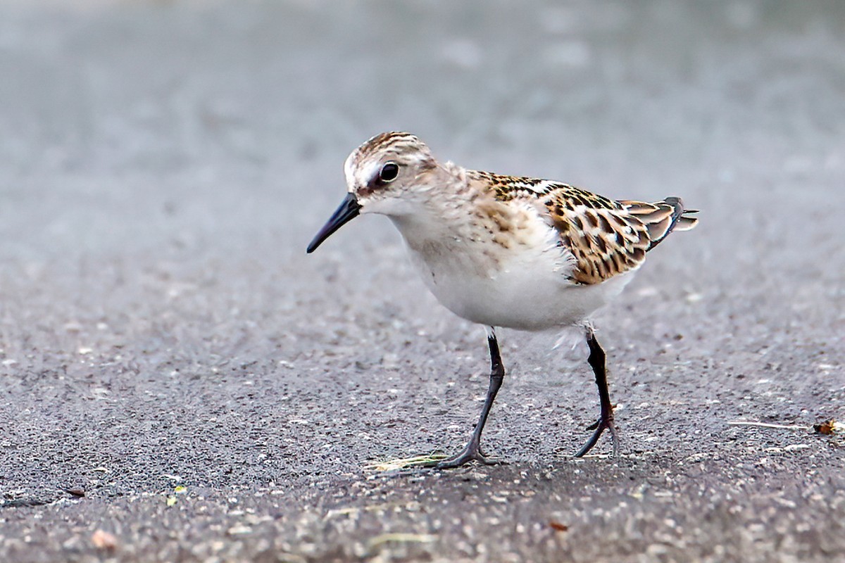 Little Stint - A W