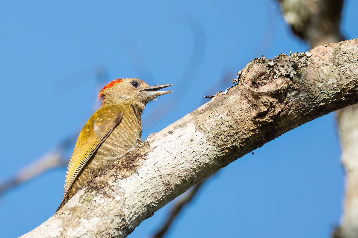 Little Woodpecker - ML606234831