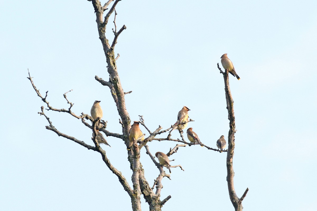 Cedar Waxwing - Geoffrey A. Williamson