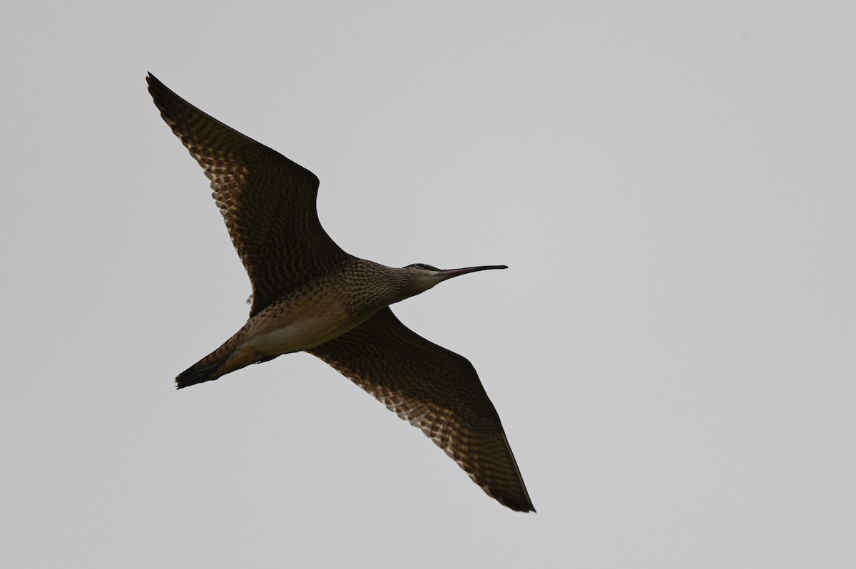 Whimbrel - ML606235121