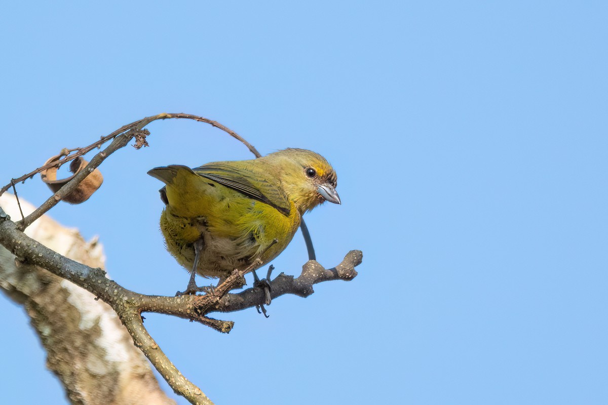 Purple-throated Euphonia - Marcos Eugênio Birding Guide