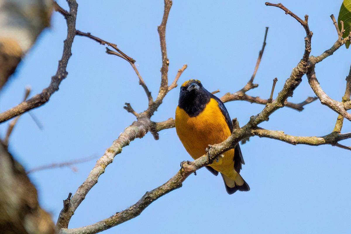 Purple-throated Euphonia - ML606235171