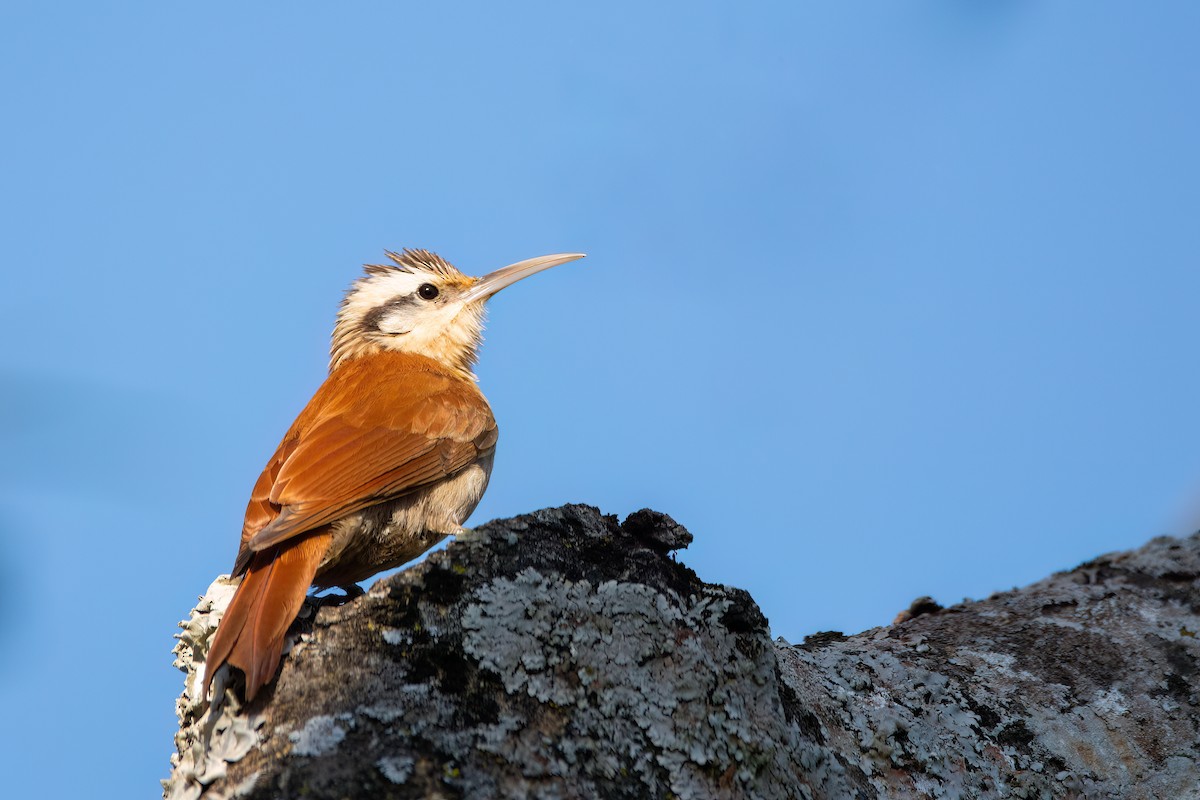 Narrow-billed Woodcreeper - ML606235201