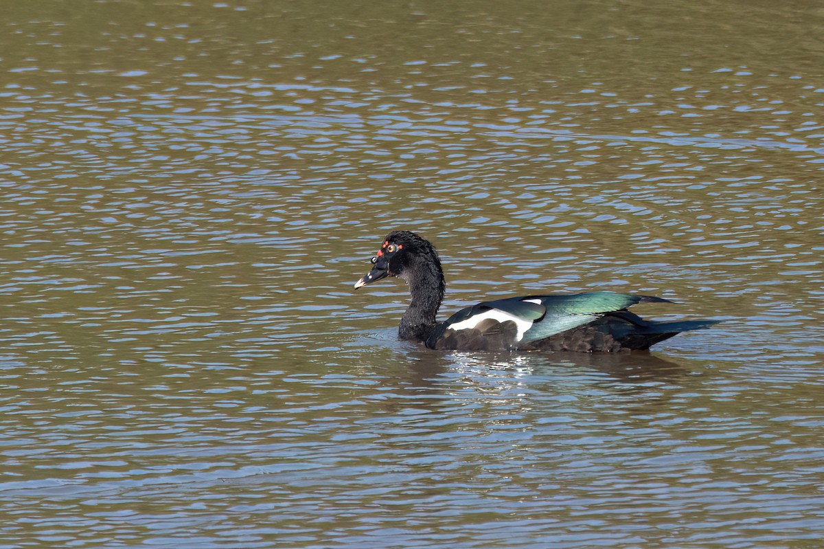 Muscovy Duck - ML606235361